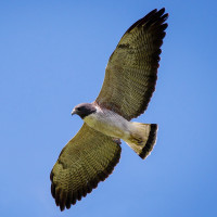 White-tailed Hawk